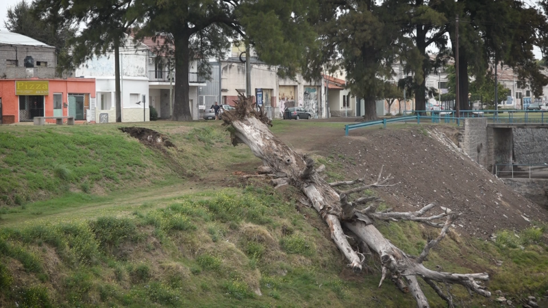 Colaps� un �rbol seco en la ribera del arroyo Tapalqu�